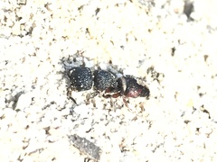 Pompiloidea