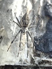 Argiope ocyaloides