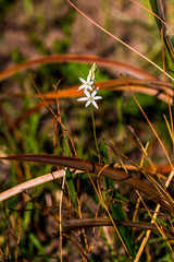 Ornithogalum juncifolium