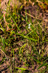 Ornithogalum juncifolium