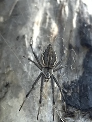 Argiope ocyaloides