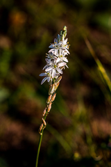 Ornithogalum juncifolium