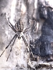Argiope ocyaloides