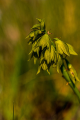 Orthochilus foliosus