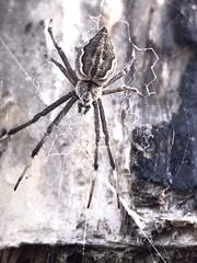 Argiope ocyaloides