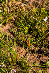 Orthochilus foliosus