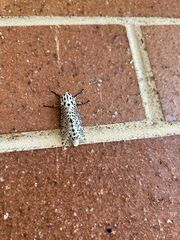 Zeuzera aeglospila
