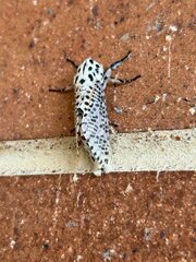 Zeuzera aeglospila