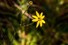 Osteospermum imbricatum