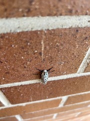 Zeuzera aeglospila