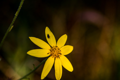 Osteospermum imbricatum