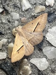 Isturgia penthearia