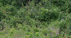 Dalechampia capensis