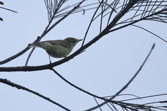 Phylloscopus nitidus