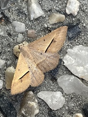 Isturgia penthearia
