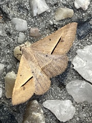 Isturgia penthearia