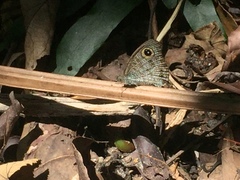 Ypthima horsfieldii humei