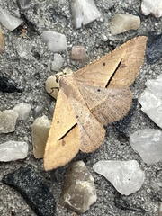 Isturgia penthearia