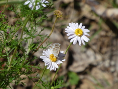 Theclinesthes serpentata