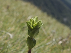 Gentianella montana