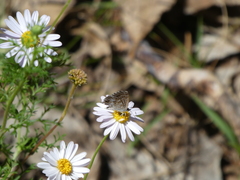 Theclinesthes serpentata