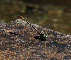 Austroepigomphus turneri