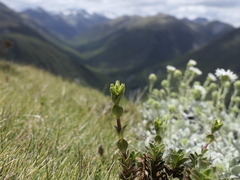 Gentianella montana
