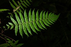 Amauropelta antillana