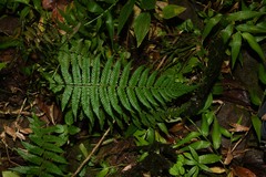 Amauropelta antillana