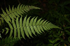 Amauropelta antillana