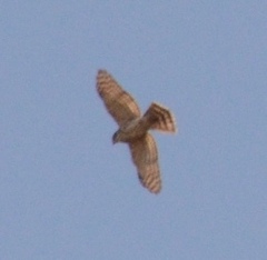 Accipiter trivirgatus