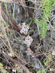 Crassula pruinosa