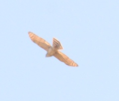 Accipiter trivirgatus