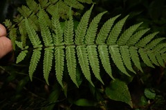 Amauropelta antillana