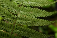 Amauropelta antillana