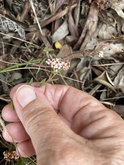 Crassula pruinosa