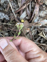 Crassula pruinosa