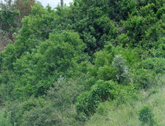 Cestrum laevigatum