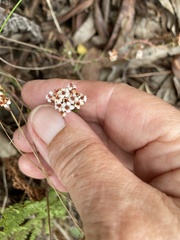 Crassula pruinosa