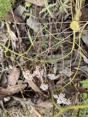 Crassula pruinosa