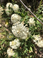 Pimelea linifolia