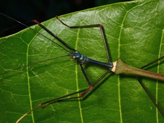 Marmessoidea vinosa