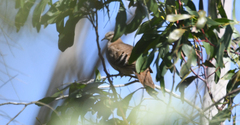 Phaps elegans