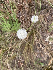 Cephalaria rigida
