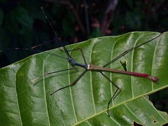 Marmessoidea vinosa