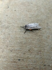 Maroga setiotricha