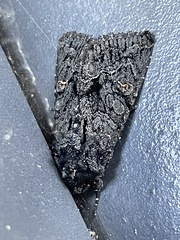 Neumichtis nigerrima