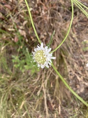 Cephalaria rigida