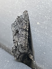 Neumichtis nigerrima