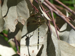 Synthemis eustalacta